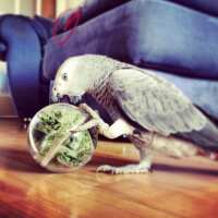 Read Northern Parrots Reviews