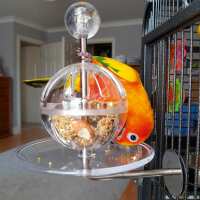Read Northern Parrots Reviews
