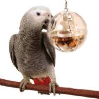Read Northern Parrots Reviews