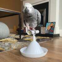 Read Northern Parrots Reviews