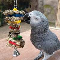 Read Northern Parrots Reviews