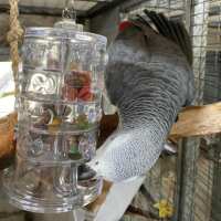 Read Northern Parrots Reviews