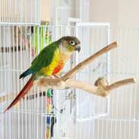 Read Northern Parrots Reviews