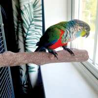 Read Northern Parrots Reviews