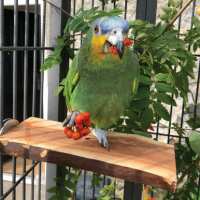 Read Northern Parrots Reviews