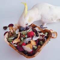 Read Northern Parrots Reviews