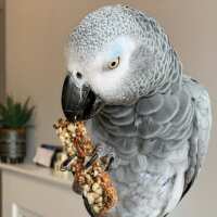 Read Northern Parrots Reviews