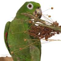 Read Northern Parrots Reviews