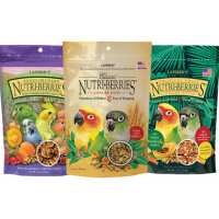 Read Northern Parrots Reviews