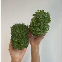 Lesen INGARDEN GMBH Bewertungen