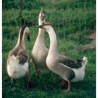 Read My Pet Chicken Reviews