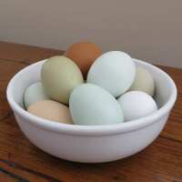 Read My Pet Chicken Reviews