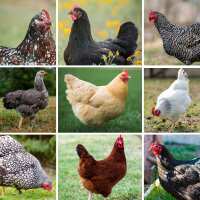Read My Pet Chicken Reviews