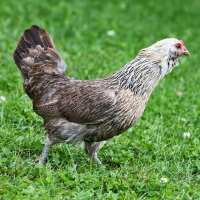 Read My Pet Chicken Reviews