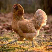 Read My Pet Chicken Reviews