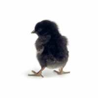 Read My Pet Chicken Reviews