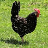 Read My Pet Chicken Reviews