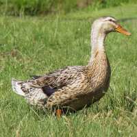 Read My Pet Chicken Reviews