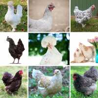 Read My Pet Chicken Reviews