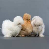 Read My Pet Chicken Reviews