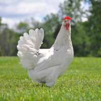 Read My Pet Chicken Reviews