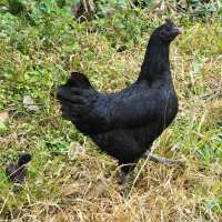 Read My Pet Chicken Reviews