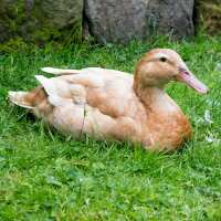 Read My Pet Chicken Reviews