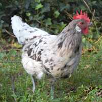 Read My Pet Chicken Reviews
