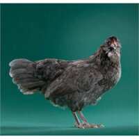 Read My Pet Chicken Reviews