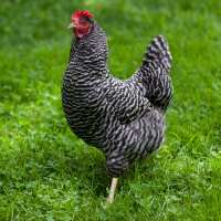 Read My Pet Chicken Reviews