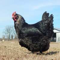 Read My Pet Chicken Reviews