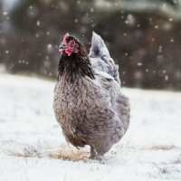 Read My Pet Chicken Reviews