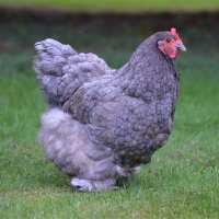 Read My Pet Chicken Reviews