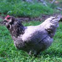 Read My Pet Chicken Reviews