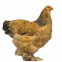 Read My Pet Chicken Reviews
