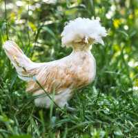 Read My Pet Chicken Reviews