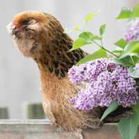 Read My Pet Chicken Reviews