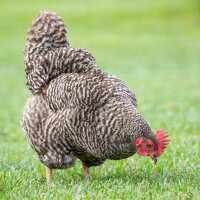 Read My Pet Chicken Reviews