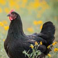 Read My Pet Chicken Reviews