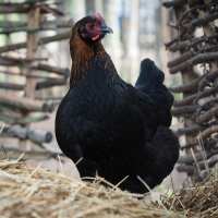 Read My Pet Chicken Reviews