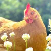 Read My Pet Chicken Reviews