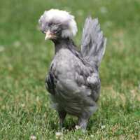 Read My Pet Chicken Reviews