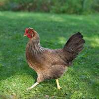 Read My Pet Chicken Reviews