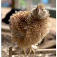 Read My Pet Chicken Reviews