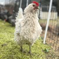 Read My Pet Chicken Reviews