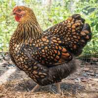 Read My Pet Chicken Reviews