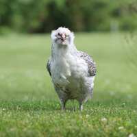Read My Pet Chicken Reviews