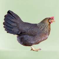 Read My Pet Chicken Reviews