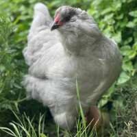 Read My Pet Chicken Reviews