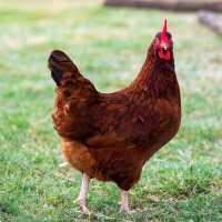 Read My Pet Chicken Reviews